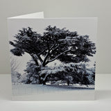 FH Sq Cedar Tree Christmas Card