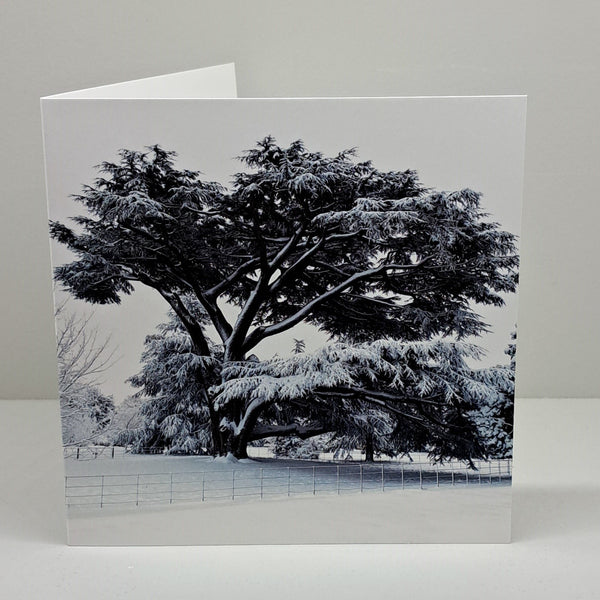 FH Sq Cedar Tree Christmas Card