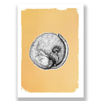 Dormouse - Drawn in Gold