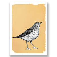 Mistle Thrush - Drawn in Gold