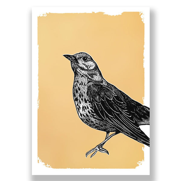 Song Thrush - Drawn in Gold